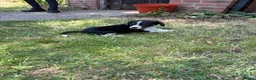 Border Collie dogs for sale: Border collie puppies  - Advert 17