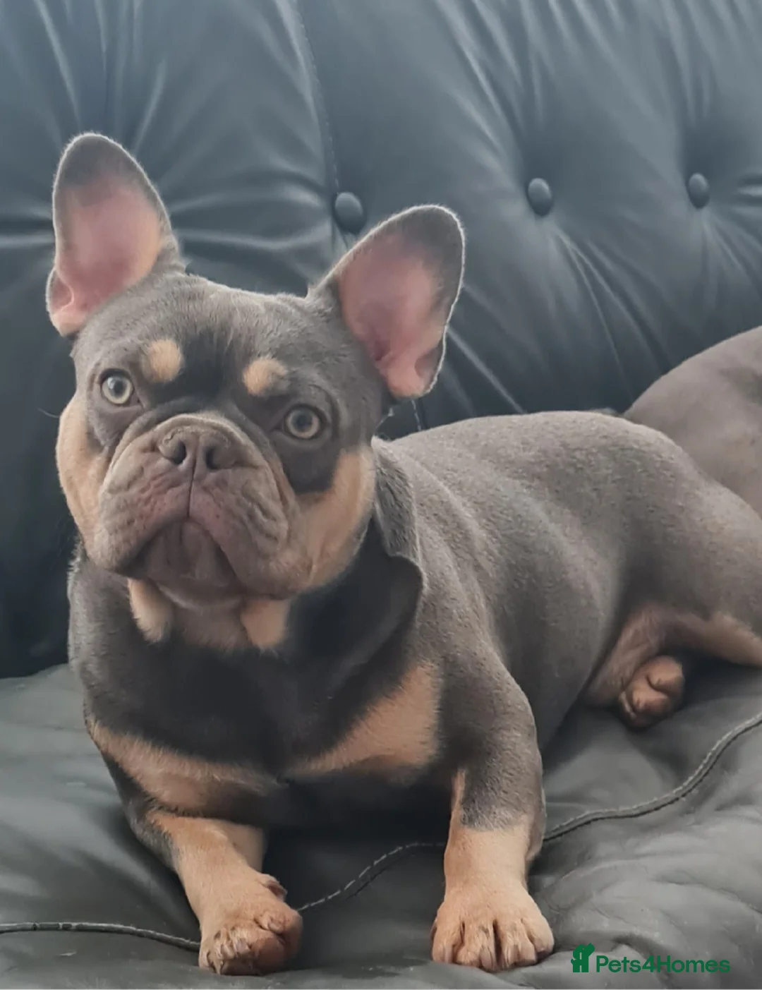 French Bulldog dogs for stud: Top Quality Stud RAMSGATE 🎯🎯 KC registered💣💣  in Ramsgate - Advert 16