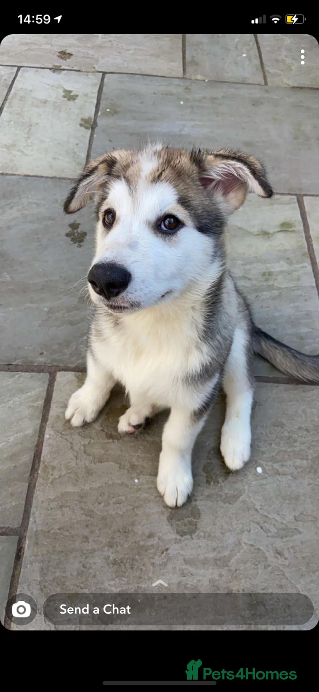 Siberian Husky dogs for stud: Beautiful proven Siberian Husky ready for stud! in Preston - Advert 10