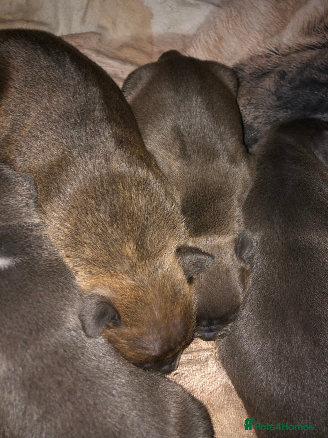 American Bully dogs for sale: Classic American pocket bullys - Image 3