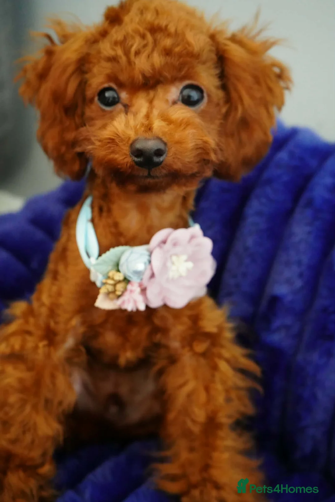 Toy Poodle dogs for sale: Beautiful Asian Toy Poodle - Advert 8