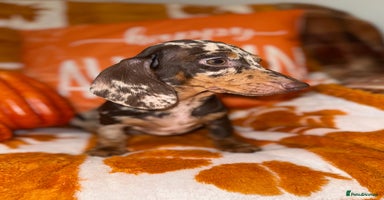 Miniature Dachshund dogs - Advert 3