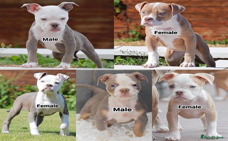 Old Tyme Bulldog dogs - Advert 2
