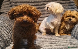Maltipoo dogs for sale: Toy Maltipoo Ready to go - Image 18