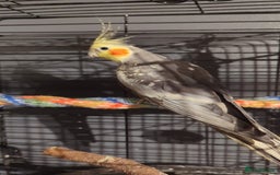 Cockatiels birds for sale: Cockateils  - Image 7