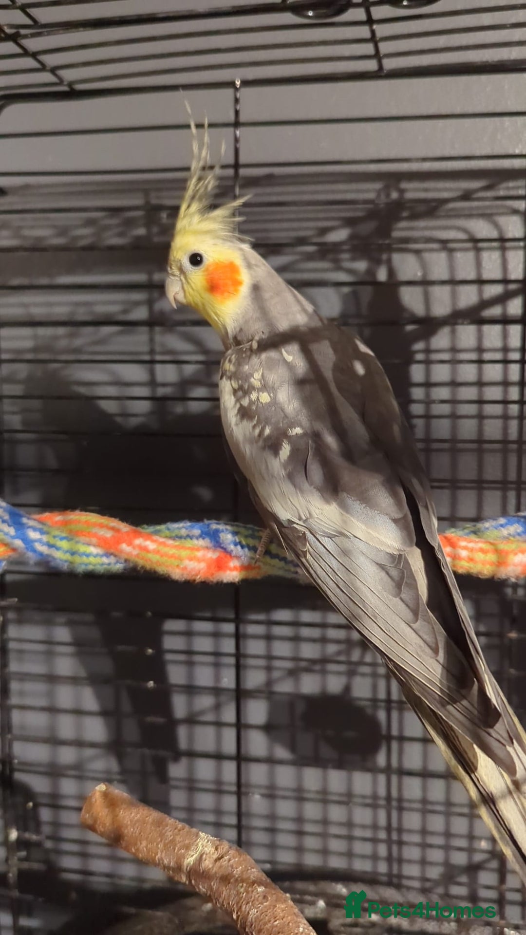 Cockatiels birds for sale: Cockateils  - Image 7