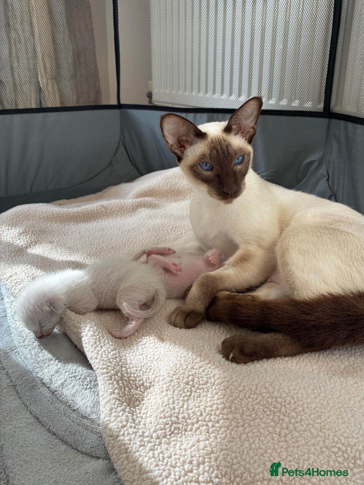Siamese cats Siamese Kittens  Perfect  **  Edition - Advert 11