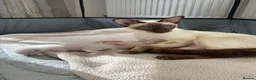 Siamese cats for sale: Siamese Kittens  Perfect  **  Edition in Chester - Advert 1