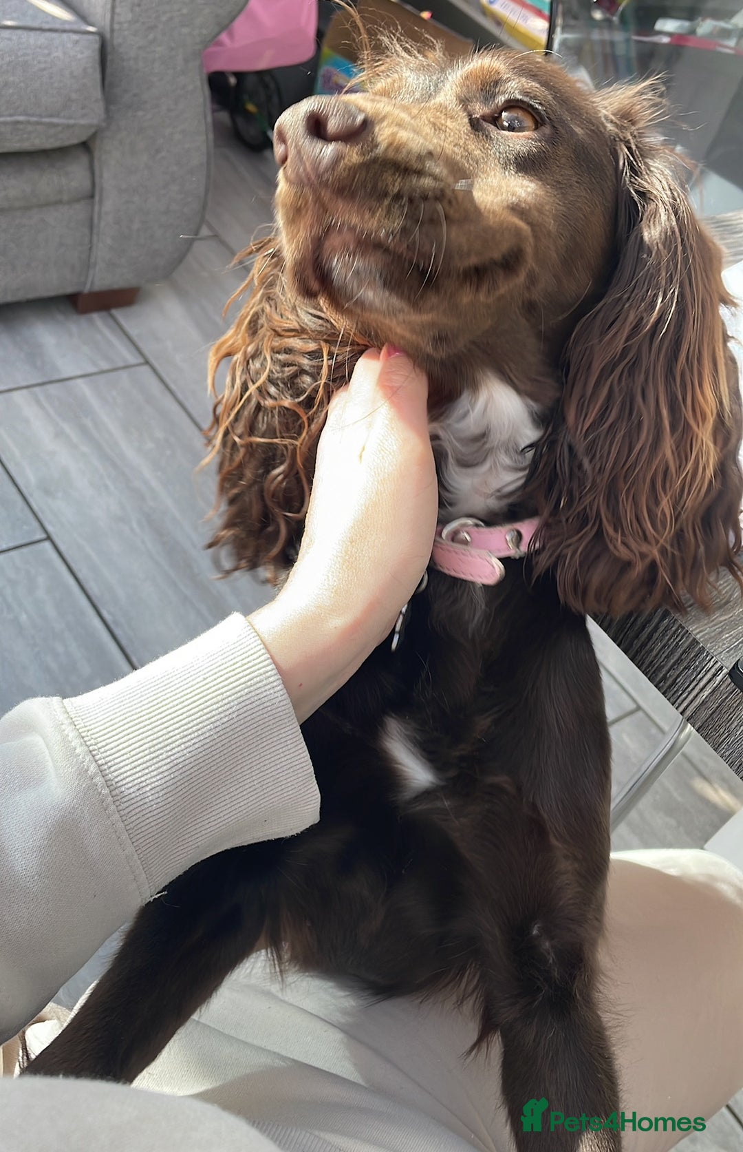 Cocker Spaniel dogs for sale: Beautiful Cocker Spaniel - Sad sale. - Advert 2