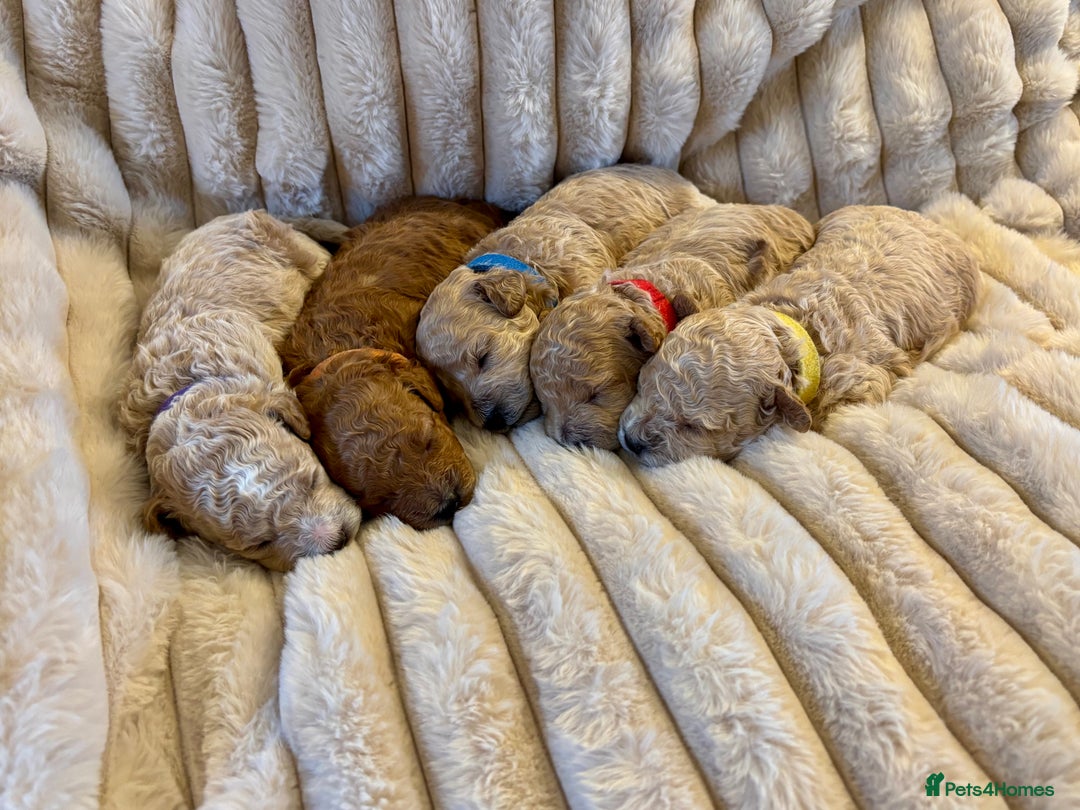 Maltipoo dogs for sale: 🌟Stunning Litter of Teddy🧸DNA tested Maltipoos  - Advert 4