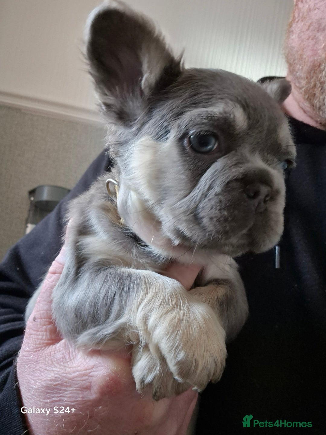 French Bulldog dogs for sale: Kc registered fluffy French Bulldog  - Advert 8