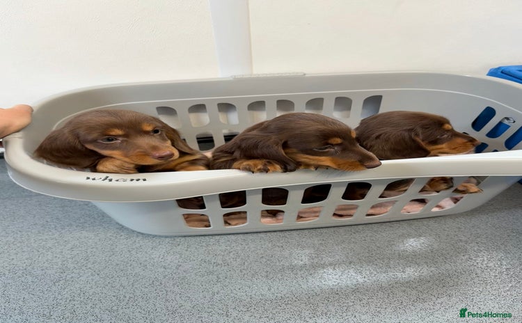 Miniature Dachshund dogs - Advert 1