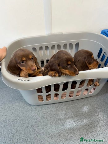 Miniature Dachshund dogs - Advert 9