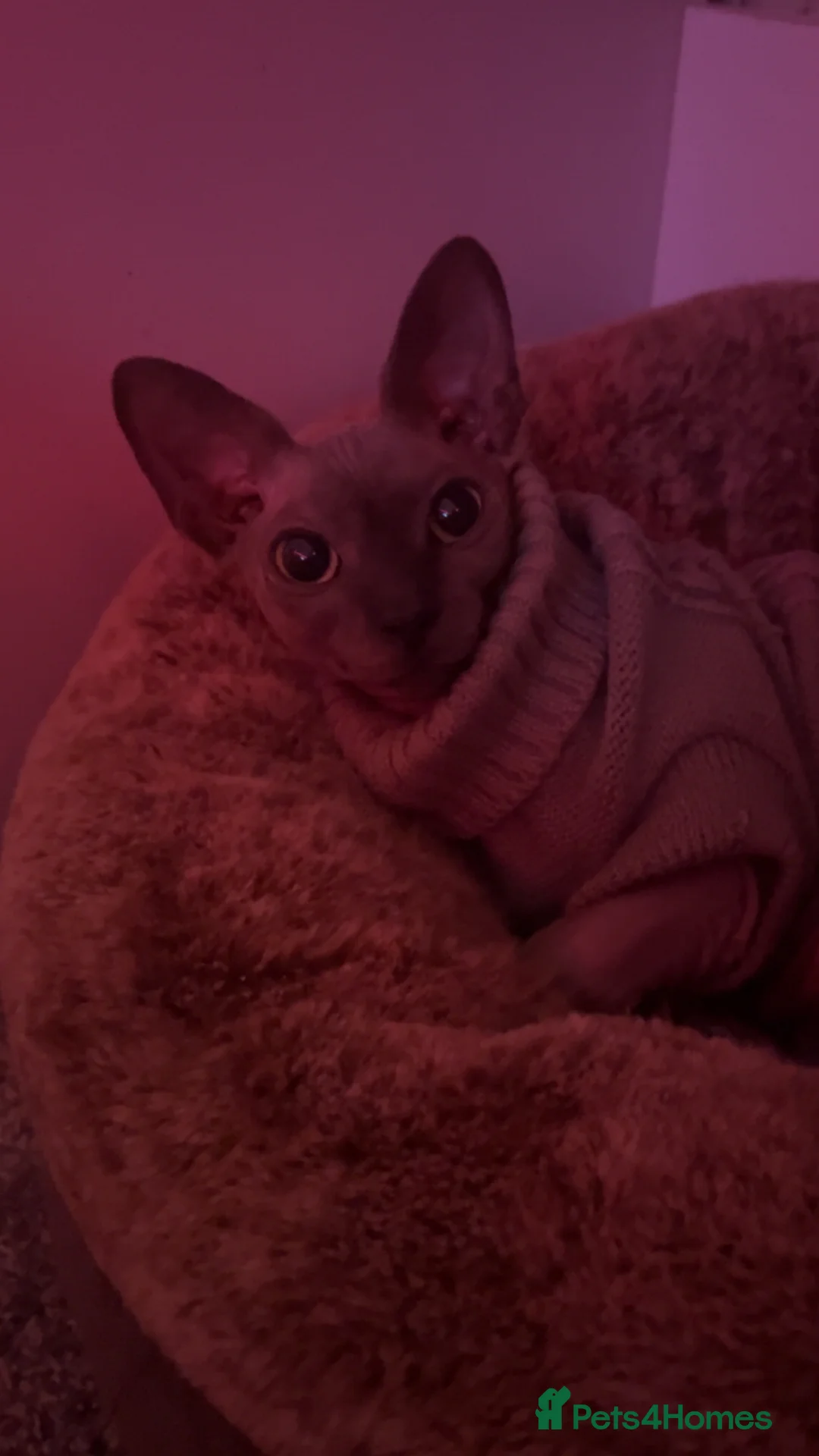 Sphynx cats for sale: Male Sphynx cat  in Rhyl - Advert 2