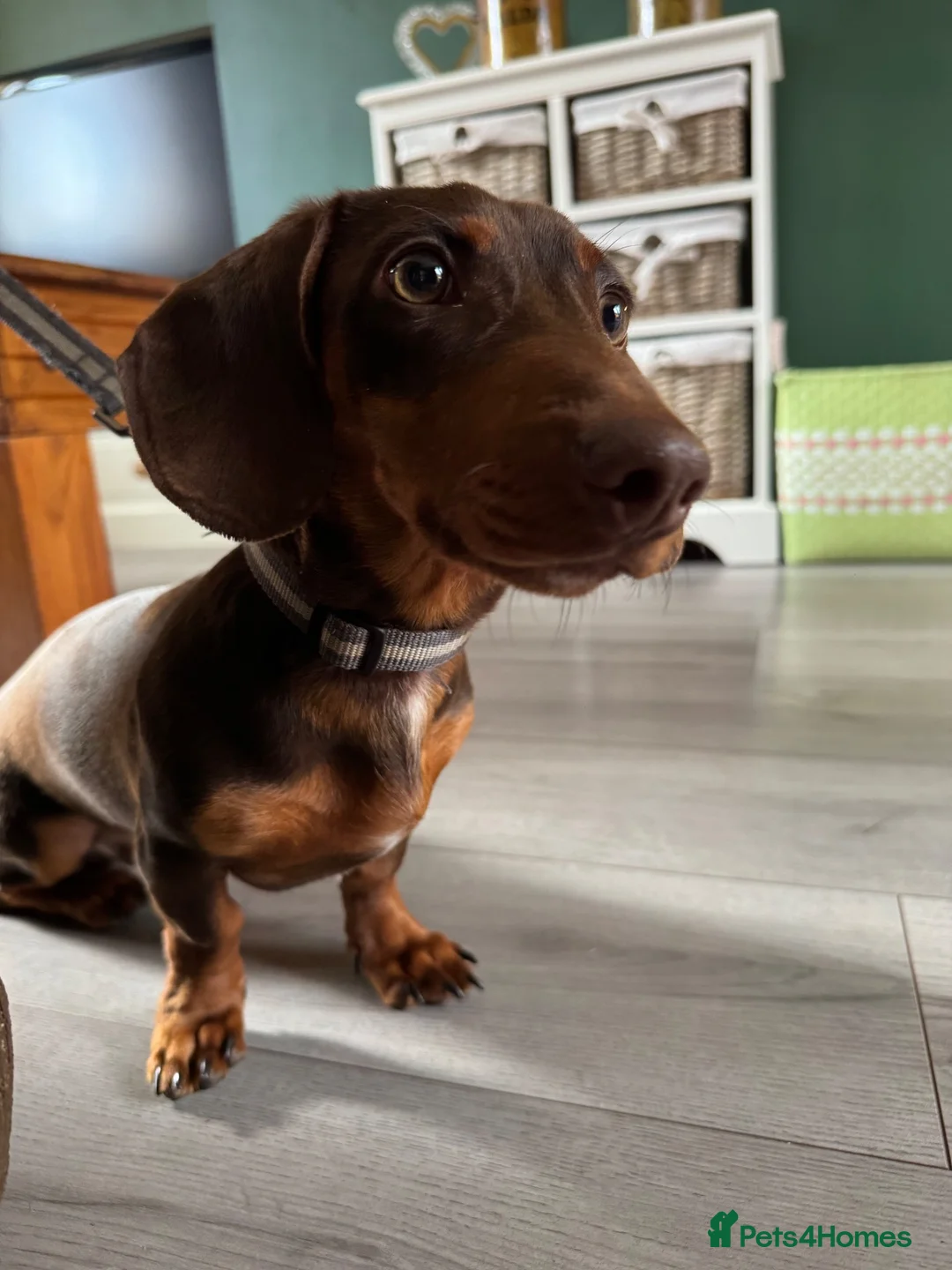 Miniature Dachshund dogs for sale: Miniature dachshund Albert please read description in Loughborough - Advert 2
