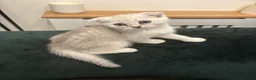 Scottish Fold cats for sale: Snow spot Scottish fold kittens - Advert 10