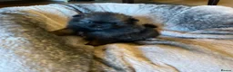 Pomeranian dogs for sale: Stunning KC Teddy Bear Pomeranians - Advert 5