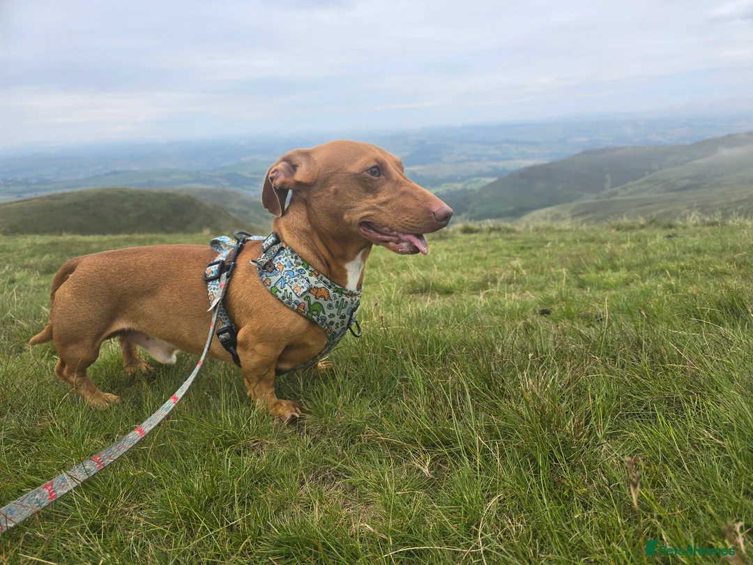 Miniature Dachshund dogs for stud: Miniature dachshund stud in Poole - Advert 3