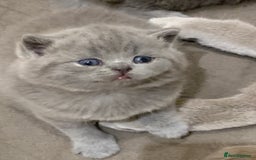 British Shorthair cats for sale: 1 Boy Left-GCCF Pedigr Pure Blue British Shorthair - Image 19