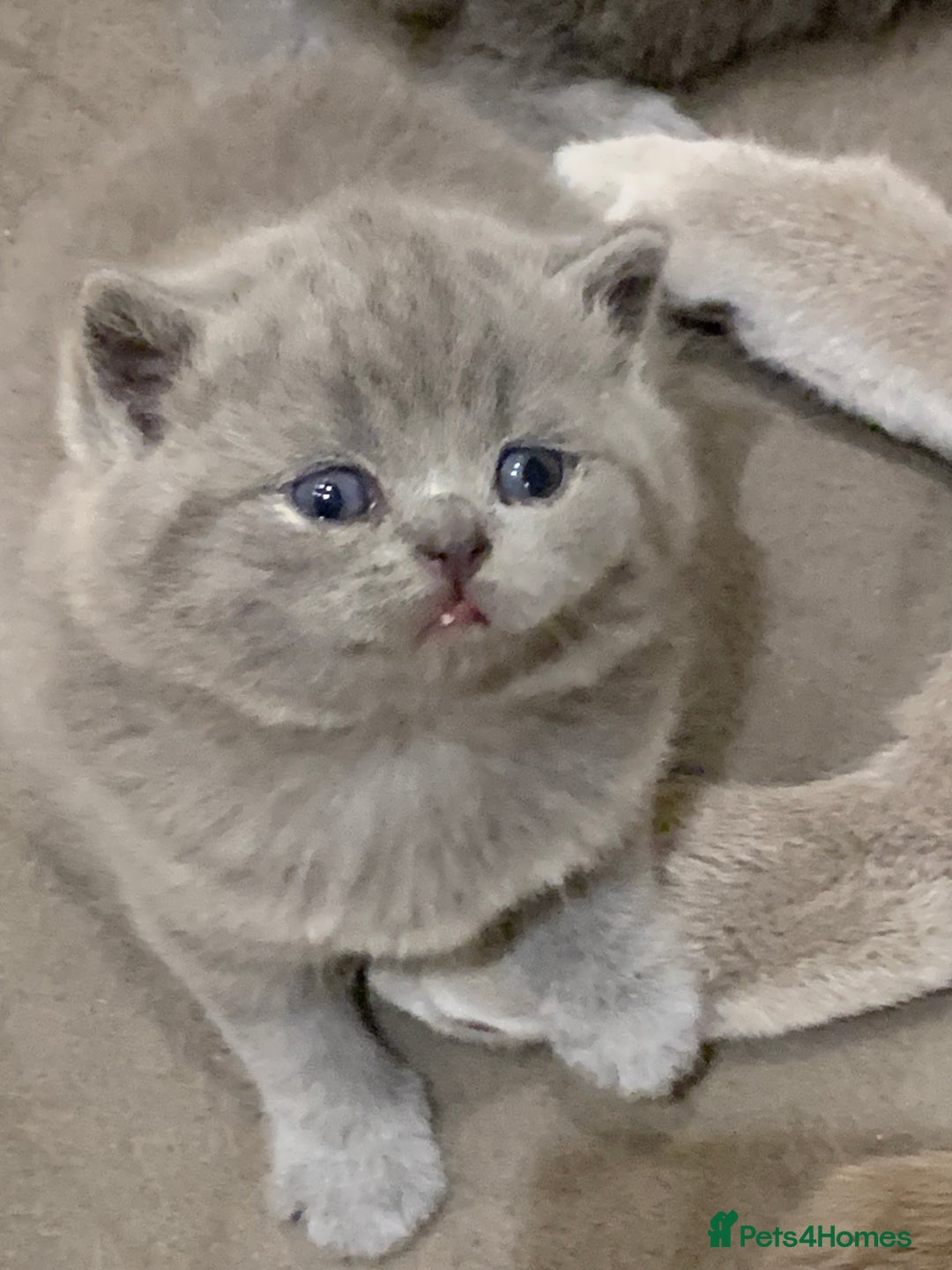 British Shorthair cats for sale: 1 Boy Left-GCCF Pedigr Pure Blue British Shorthair - Image 19