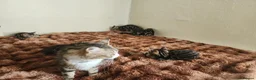 Mixed Breed cats for sale: Take home your best friend - Advert 3