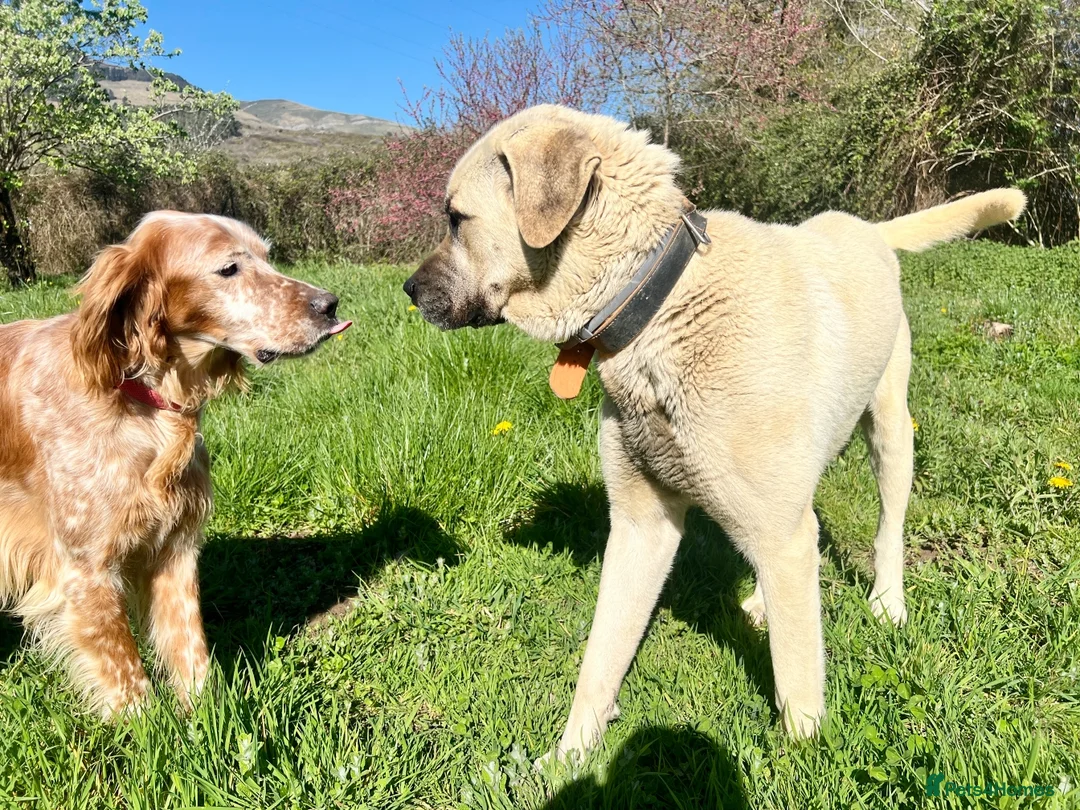 Mastiff dogs for adoption: Neo   in Warrington - Advert 2