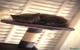 Domestic Shorthair cats for sale: Beautiful 9 Week Old Kittens  - Image 18