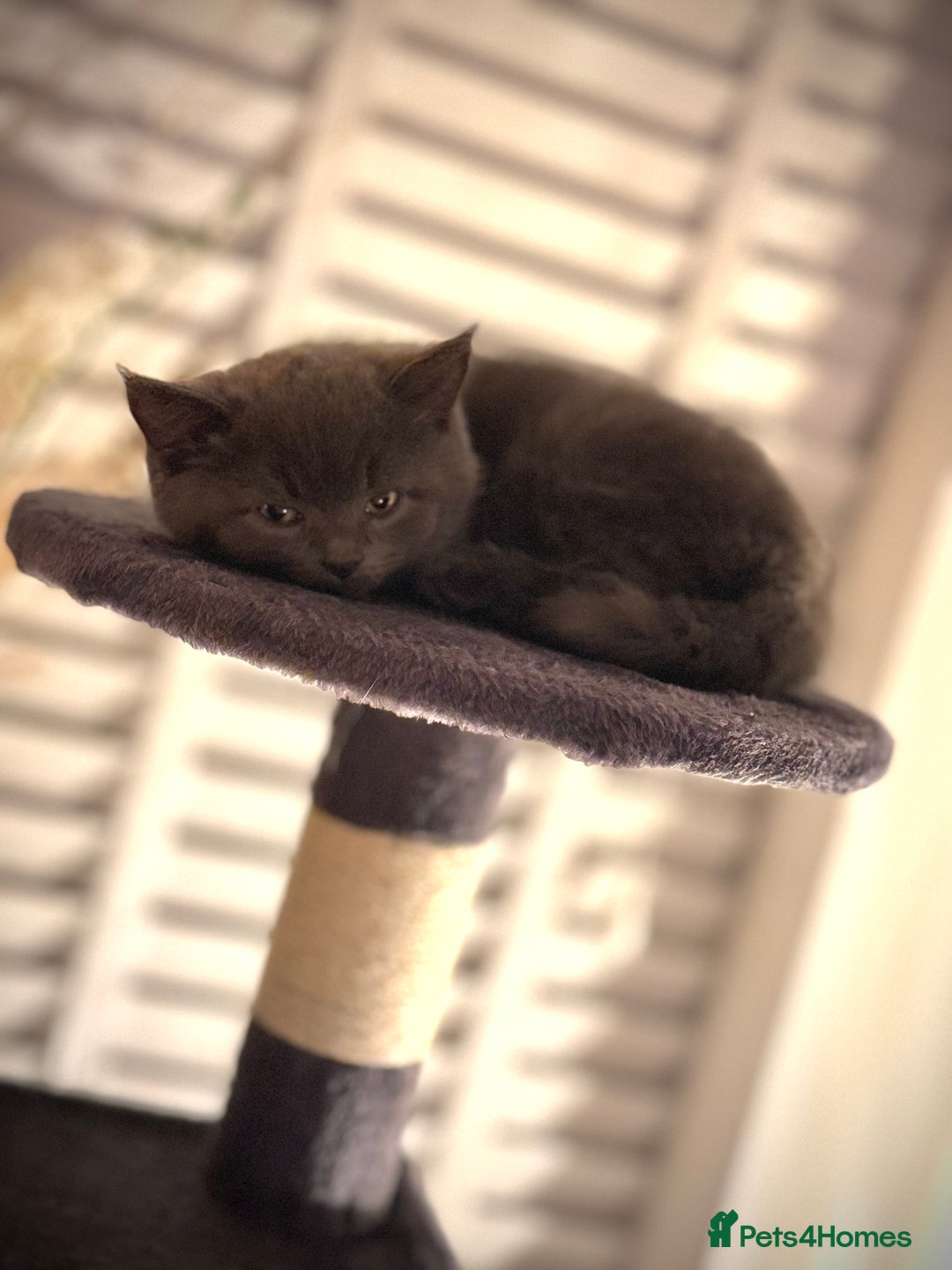 Domestic Shorthair cats for sale: Beautiful 9 Week Old Kittens  - Image 18