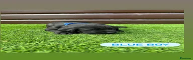Cockerdor Puppy 2
