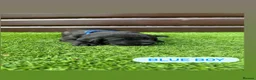 Cockerdor dogs for sale: 6 beautiful cockerdor puppies - Advert 7