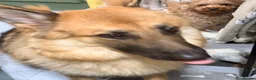 German Shepherd dogs for sale: German Shepherd (girl) - Advert 5