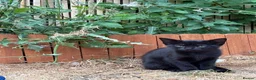Siamese cats for sale: beautiful kittens for sale a mixed breed  - Advert 6