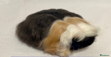 Guinea Pig rodents Sow Pet Pair and Boar - Advert 4