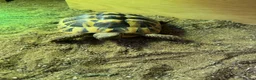 Hermann Tortoise reptiles for sale: Herman Tortoise - Advert 3