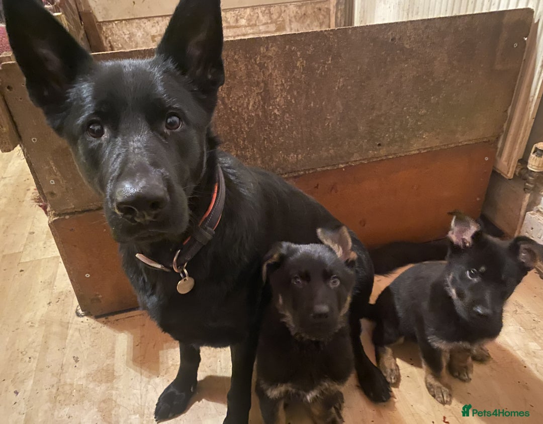 German Shepherd dogs for sale: 2 German Shepherd pups for sale - Image 1