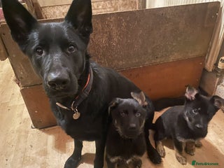 German Shepherd dogs - Advert 1