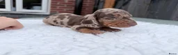 Miniature Dachshund dogs for sale: Beautiful miniature dachshund puppies  - Advert 11