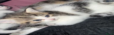 White and tabby female 
