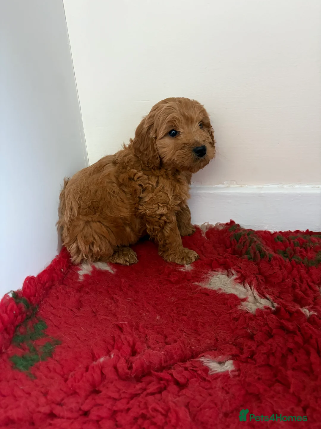Cockapoo dogs for sale: 4 stunning cockapoo puppies for sale  - Advert 11