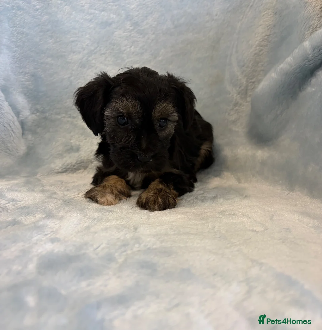 Yorkiepoo dogs for sale: Yorkiepoo puppies  - Advert 29