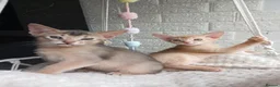 Abyssinian cats for sale: Beautiful Abyssinian Kittens  - Advert 1