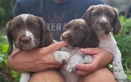 English Springer Spaniel dogs for sale: 1 male English liver/white springer puppy in Shepton Mallet - Image 4