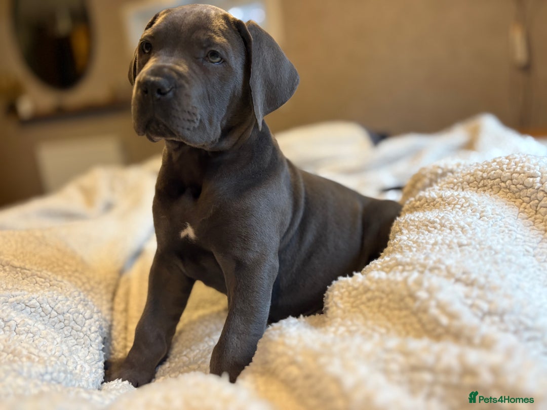 Boerboel dogs for sale: EXCEPTIONAL NABBR REGISTERED PUPPIES!  - Image 17