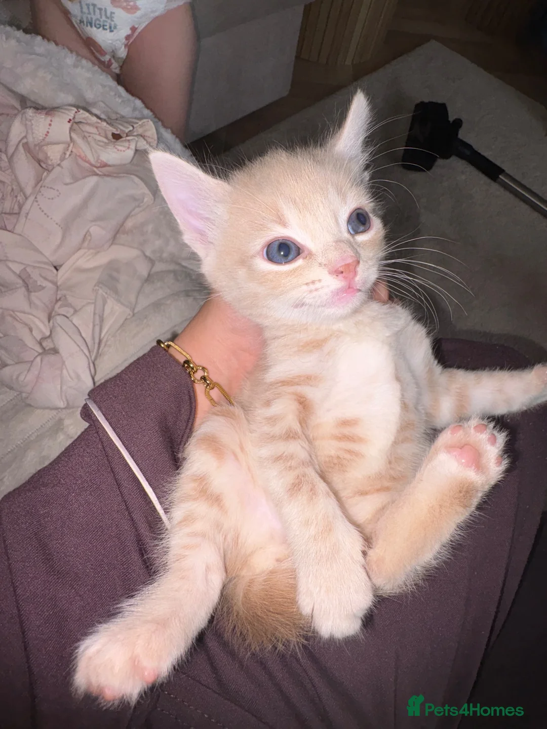 Mixed Breed cats for sale: 2 beautiful kittens  - Advert 2