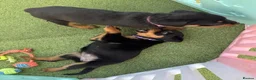 Rottweiler dogs for sale: Visionary Choice for a Loyal Rottweilers Companion in Halifax - Advert 7