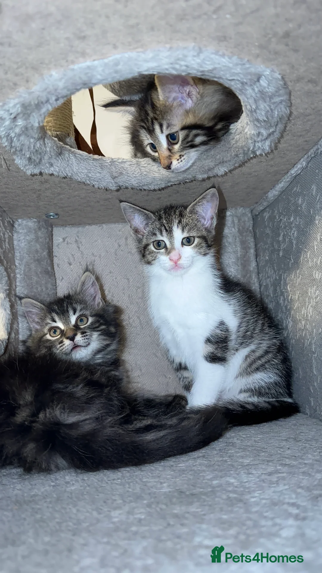 Mixed Breed cats for sale: Mixed-Breed Kittens.Ready for Their New Family - Advert 7