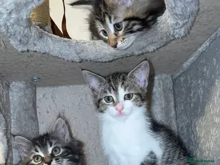 Mixed Breed cats Mixed-Breed Kittens.Ready for Their New Family - Advert 1