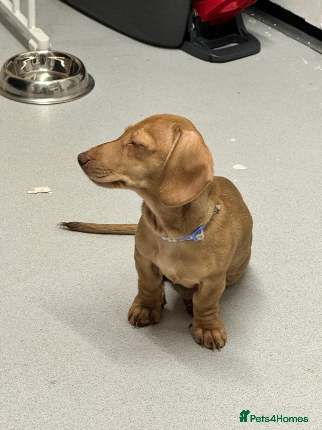 Miniature Dachshund dogs for sale: Maple and Poppy miniature Dachshund  - Advert 8