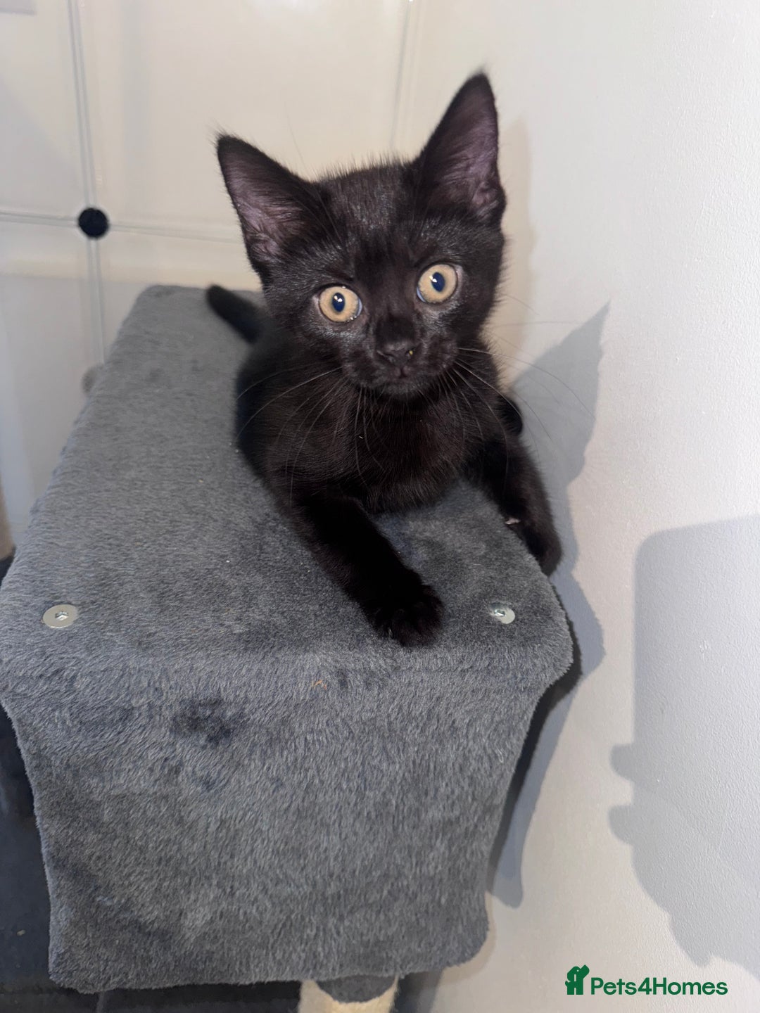 Mixed Breed cats for sale: Kittens for sale  - Advert 10