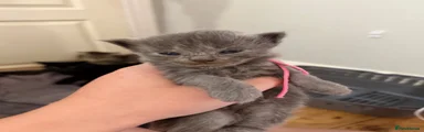Maine Coon 5